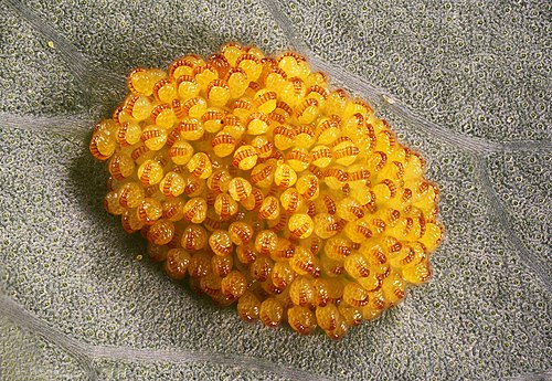 Сорус папоротника Polypodium aureum.jpg